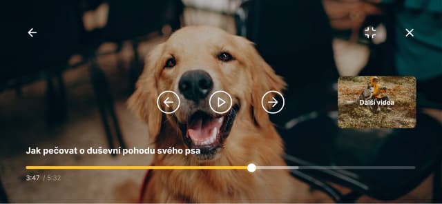 Dog wellbeing app